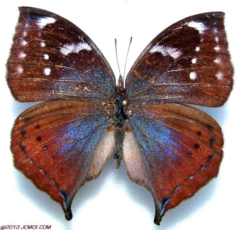 Kallima jacksoni female